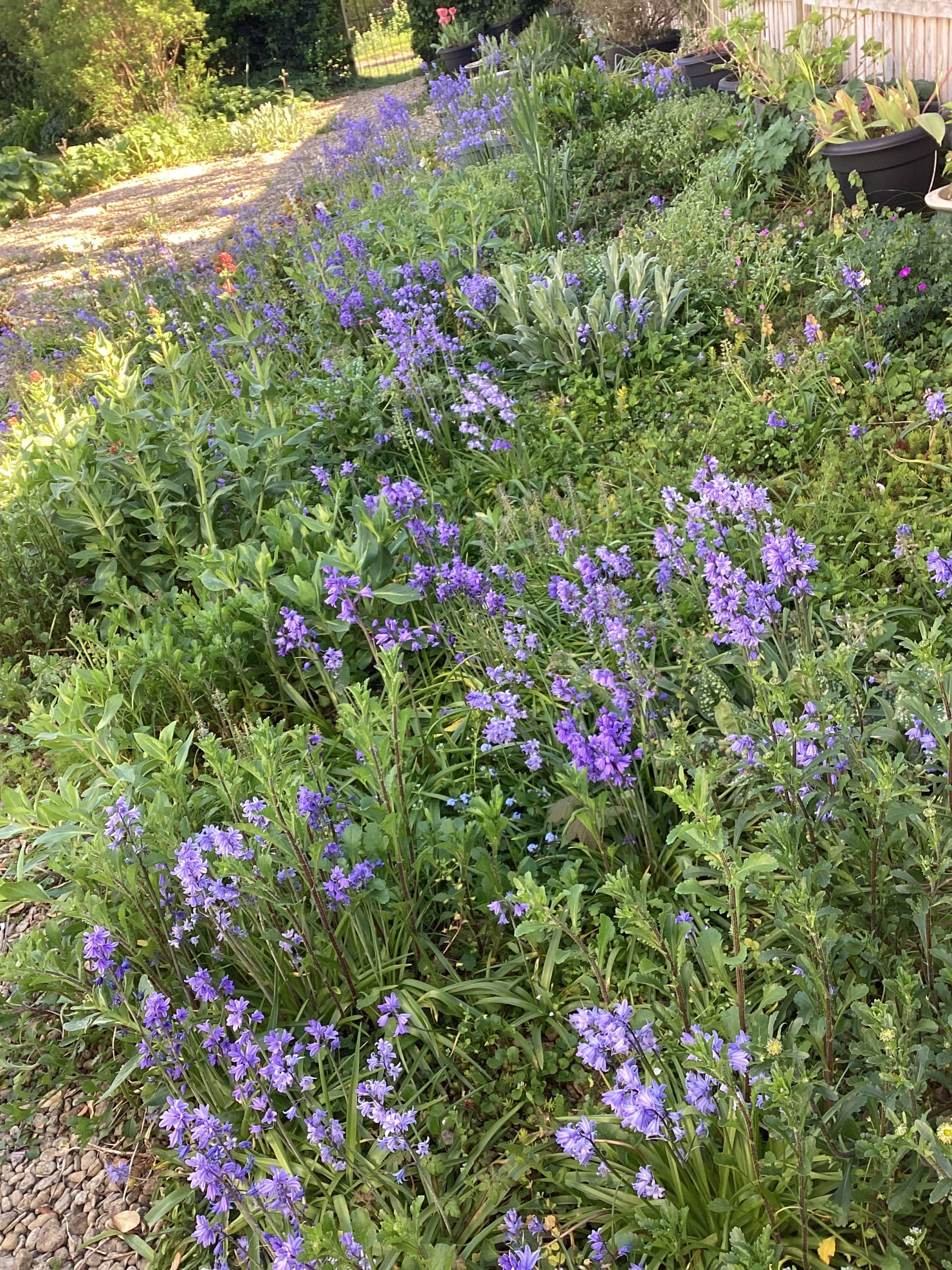 Garden Photo